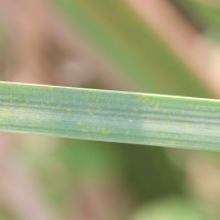 Typha angustifolia L.